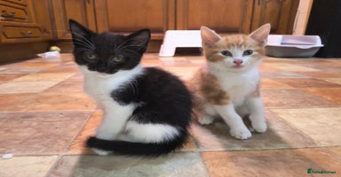 Mixed Breed cats - Advert 7