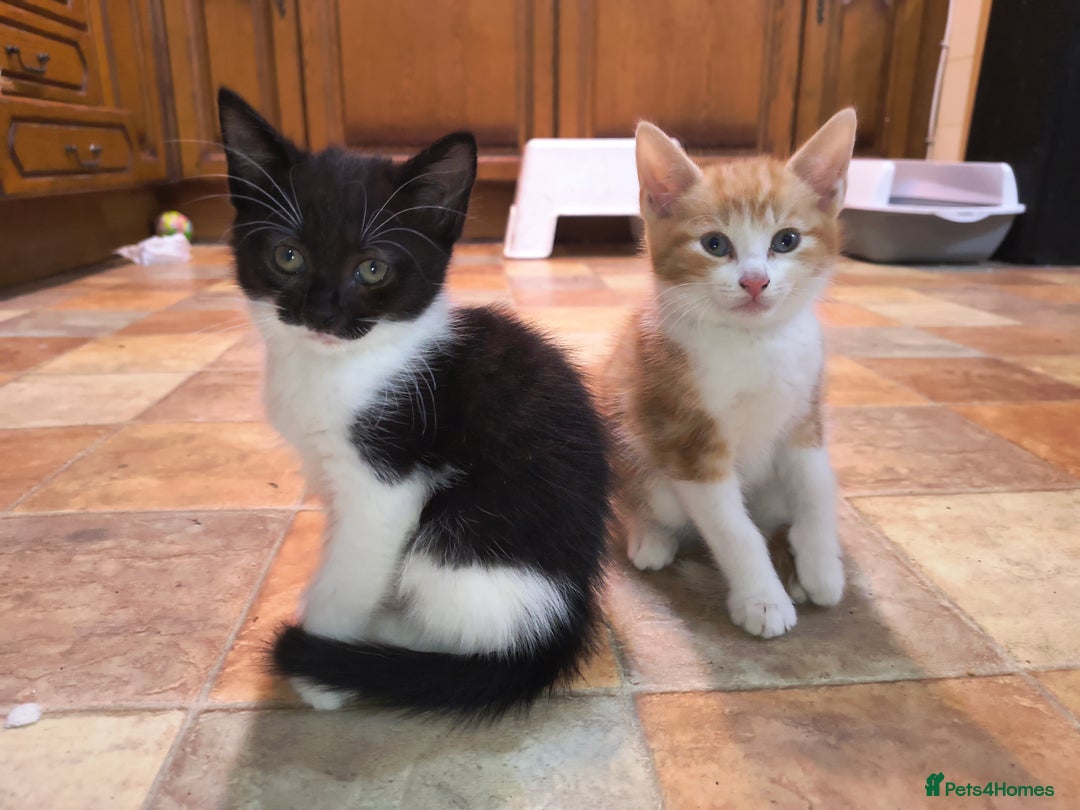 Mixed Breed cats for sale: 5 Beautiful Kittens for sale - Image 2