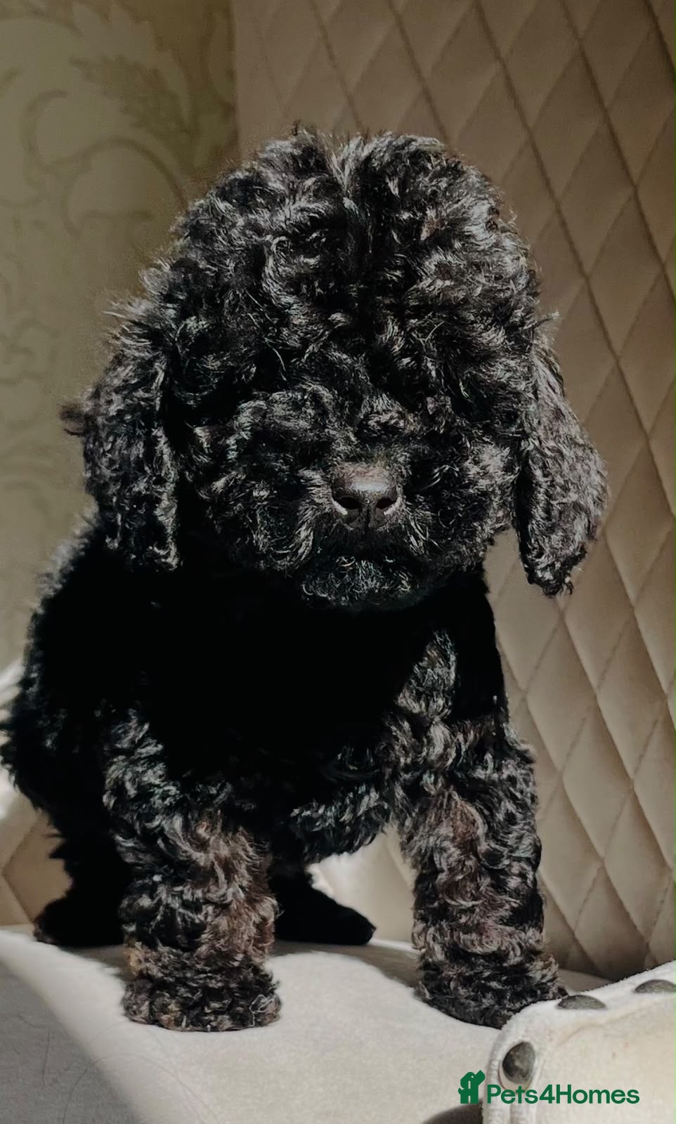 Cockapoo dogs Our jet black beautiful mini cockapoo  - Advert 3