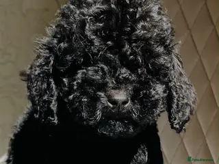Cockapoo dogs Our jet black beautiful mini cockapoo - Advert 2