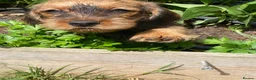 Dachshund dogs for sale: Wirehaired Dachshund, Teckel Puppies - Advert 11