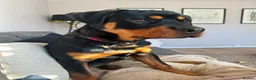 Rottweiler dogs for sale: 8mnth old Rottweiler  - Advert 10