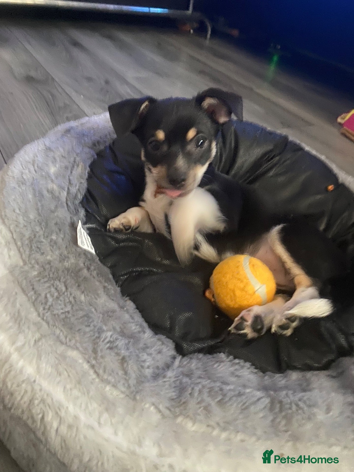 Chihuahua dogs Last black tri boy waiting for new pawrents - Advert 7