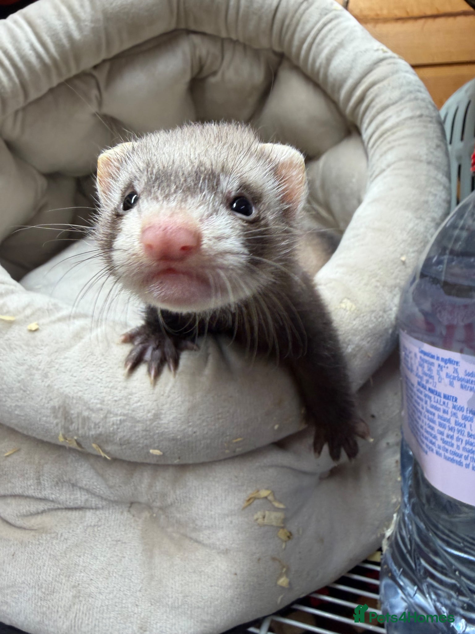 Ferret rodents Ferret kit for sale  - Advert 2