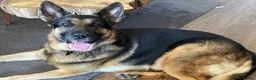 German Shepherd dogs for sale: Gorgeous German shepherd puppies for sale! in Truro - Advert 5