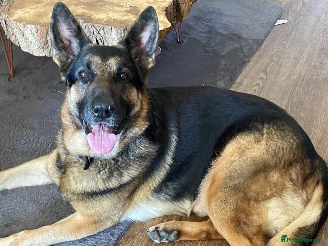 German Shepherd dogs for sale: Gorgeous German shepherd puppies for sale! in Truro - Advert 5
