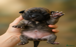 Mixed Breed dogs for sale: Bridle Staffie Cross Rotterman puppies - Image 1