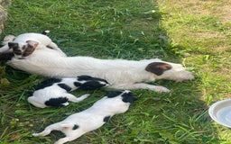Jack Russell dogs for sale: Jack Russell puppies  - Image 5