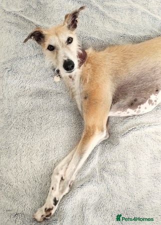 Lurcher dogs GERTIE, female lurcher in rescue - Advert 11