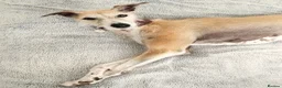 Lurcher dogs for adoption: GERTIE, female lurcher in rescue - Advert 1