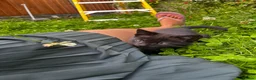 Domestic Shorthair cats for sale: Playful Tabby Kittens Ready - Advert 6