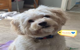 Mixed Breed dogs for adoption: 💙🐶 TEDDY 🐶💙 - Image 2