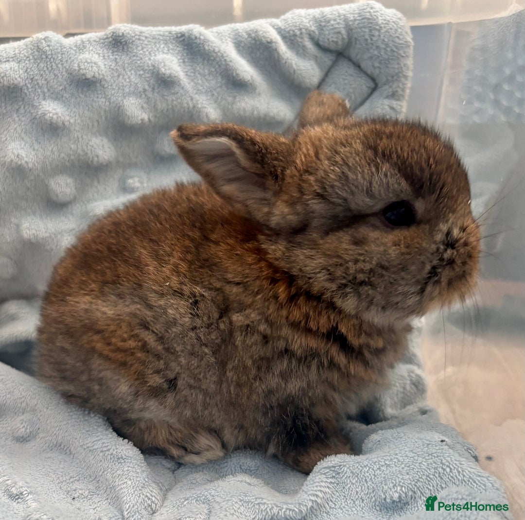 Mini Lop rabbits for sale: Beautiful Mini Lop Baby Bunnies 🐰 - Advert 17