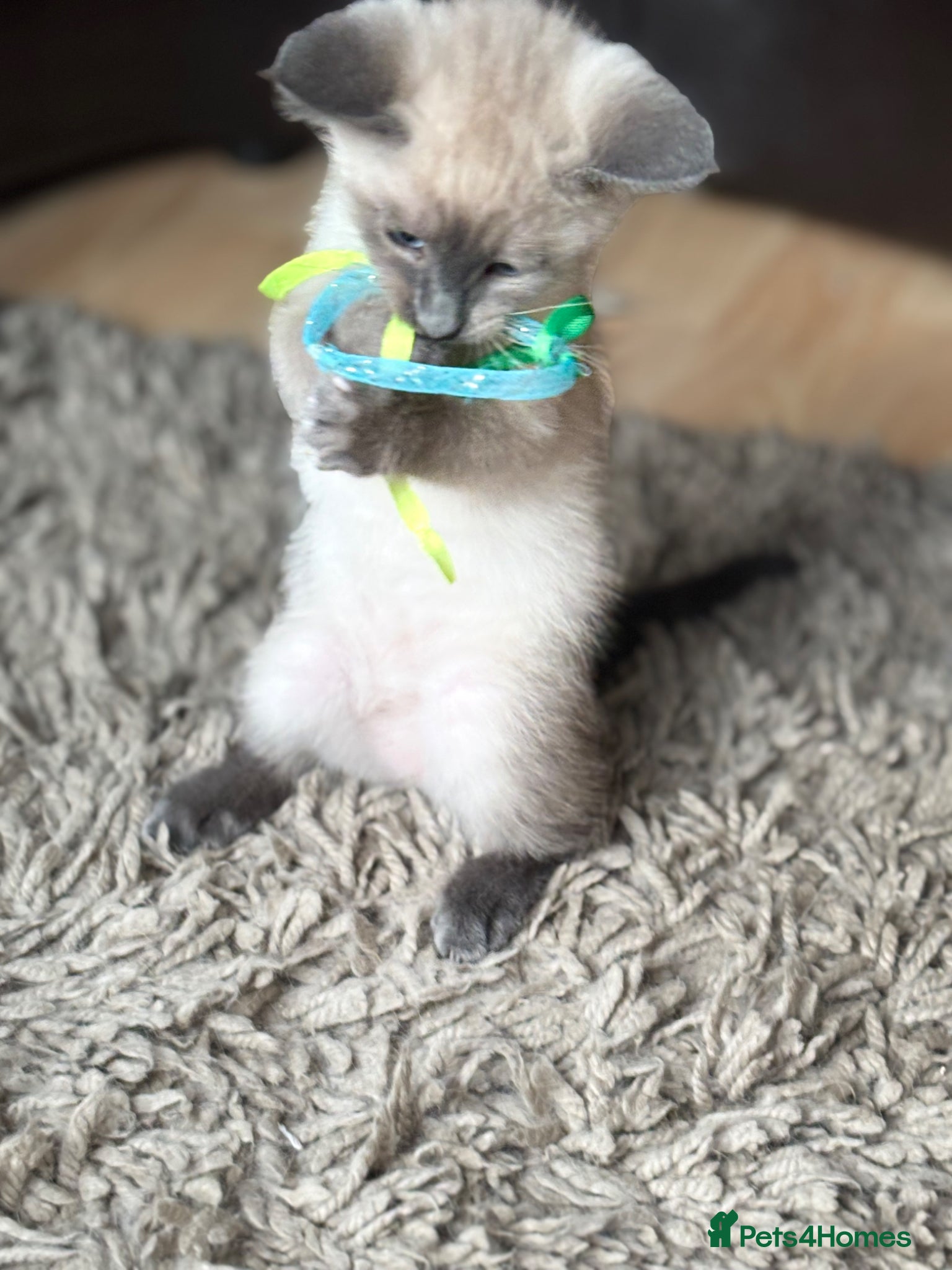 Siamese cats for sale: Stunning Siamese kittens  - Advert 21