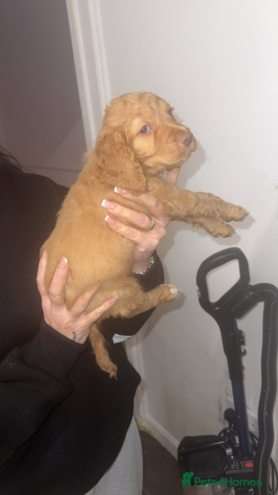 Cocker Spaniel dogs for sale: REDUCED💵cocker spaniel puppies 🩷💙 - Advert 25