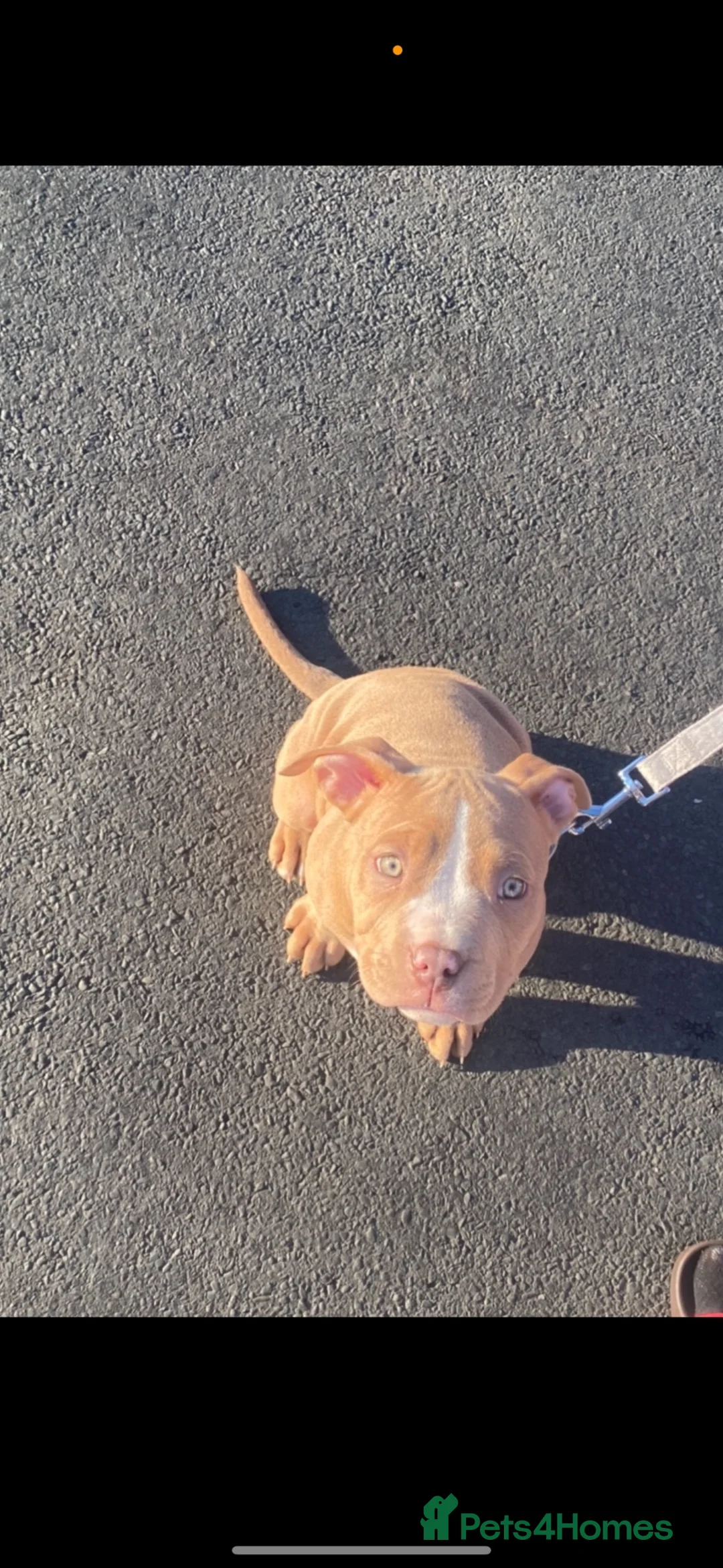 American Bully dogs for sale: American Standard Bully  in Huddersfield - Advert 2