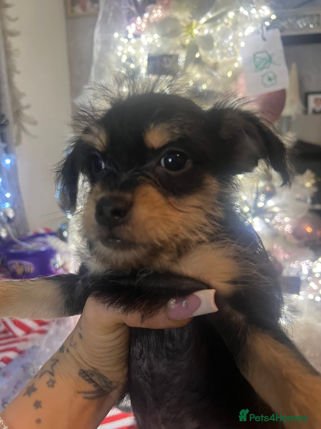 Mixed Breed dogs for sale: Jackapoo frenchy - Advert 10