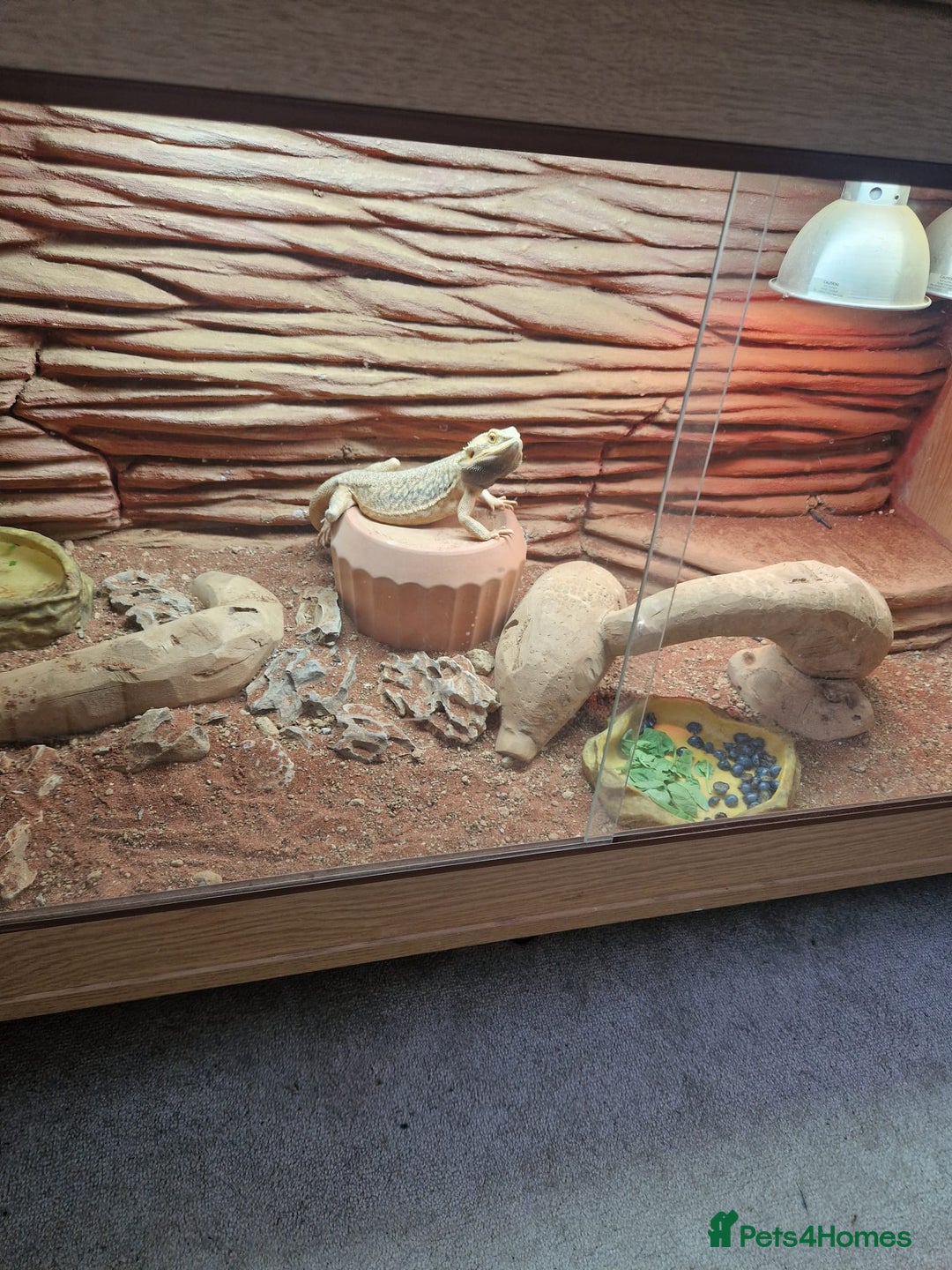 Bearded Dragon reptiles for sale: Male and female bearded dragon for sale  - Image 2
