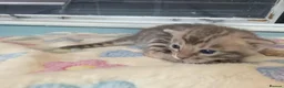 Bengal cats for sale: F6 TICA RG BENGALS  - Advert 6