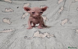 Sphynx cats for sale: From odd eyes father elf shpynx tica pedigree.  - Image 3