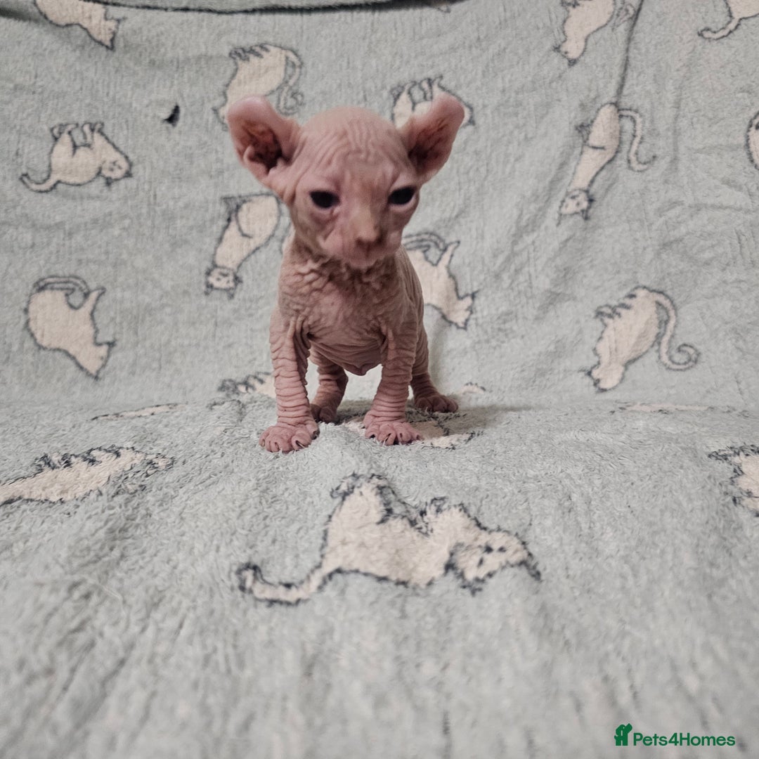 Sphynx cats for sale: From odd eyes father elf shpynx tica pedigree.  - Image 3