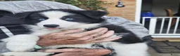 Mixed Breed dogs for sale: Border Collie/Husky Cross Puppies  - Advert 14
