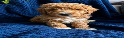 Australian Labradoodle dogs for sale: Pure Australian labradoddle  - Advert 4