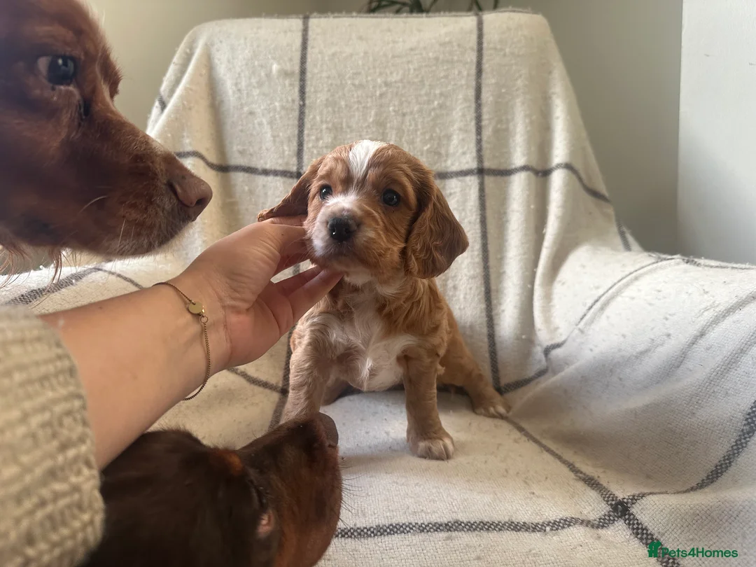 Cocker Spaniel dogs for sale: Working cocker spaniel puppies - Advert 27