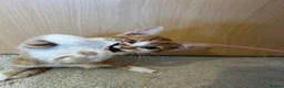 Domestic Shorthair cats for sale: Adorable Tabby Kittens Seeking Their Forever Homes - Advert 25