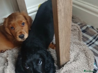 Cocker Spaniel dogs Ready now 9 weeks cocker puppies - Advert 4