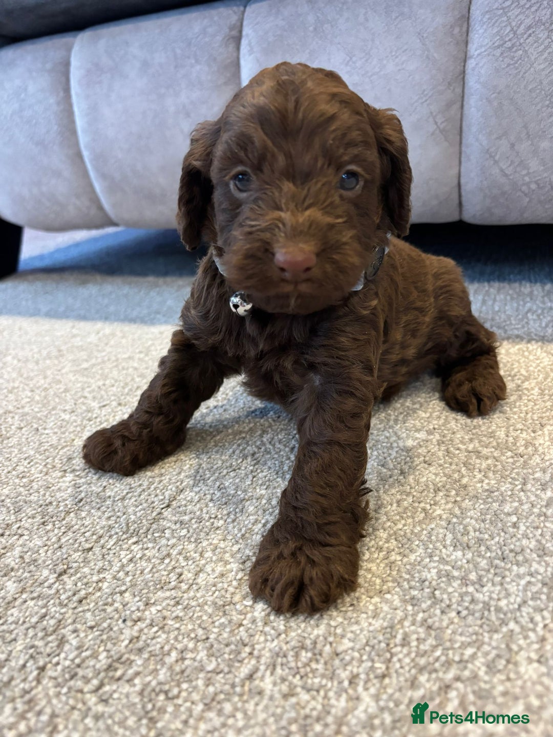 Cockapoo dogs for sale: Six stunning cockapoo puppies - Advert 14