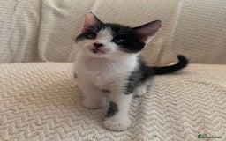 Mixed Breed cats for sale: 3 kittens available  - Image 7