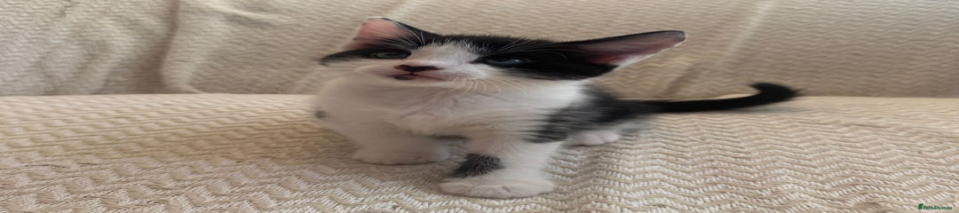 Mixed Breed Kitten 3
