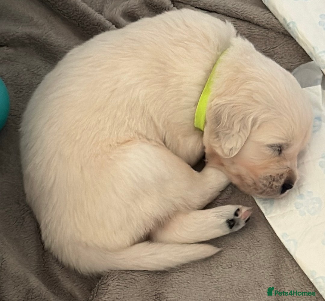 Golden Retriever dogs for sale: Golden Retriever Puppies 4 boys & 3 girls  - Image 11