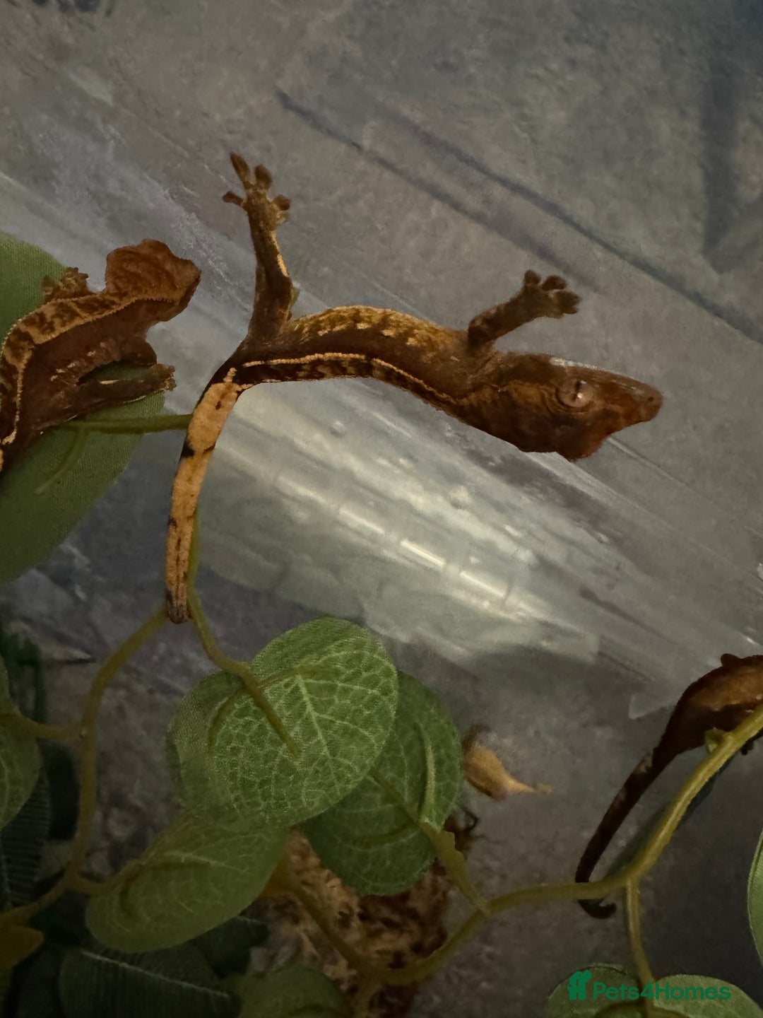 Gecko reptiles for sale: Baby crested geckos - Image 6