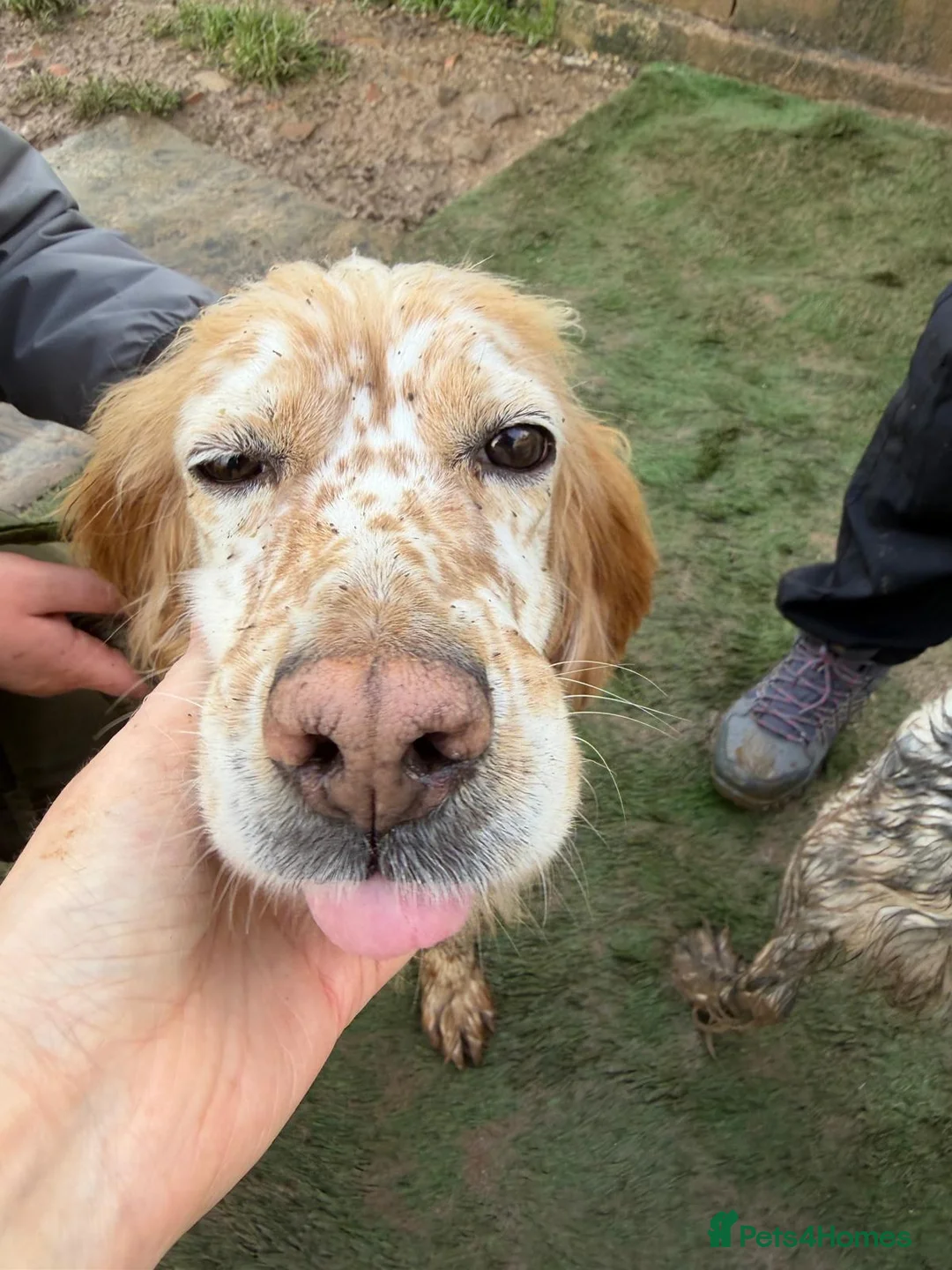 English Setter dogs for adoption: Estrella - Advert 4