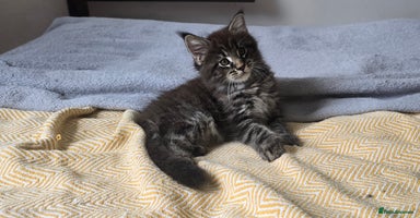 Maine Coon cats - Advert 10