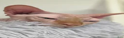 Sphynx cats for sale: Loving 4-Year-Old Neutered Sphynx in London - Advert 4
