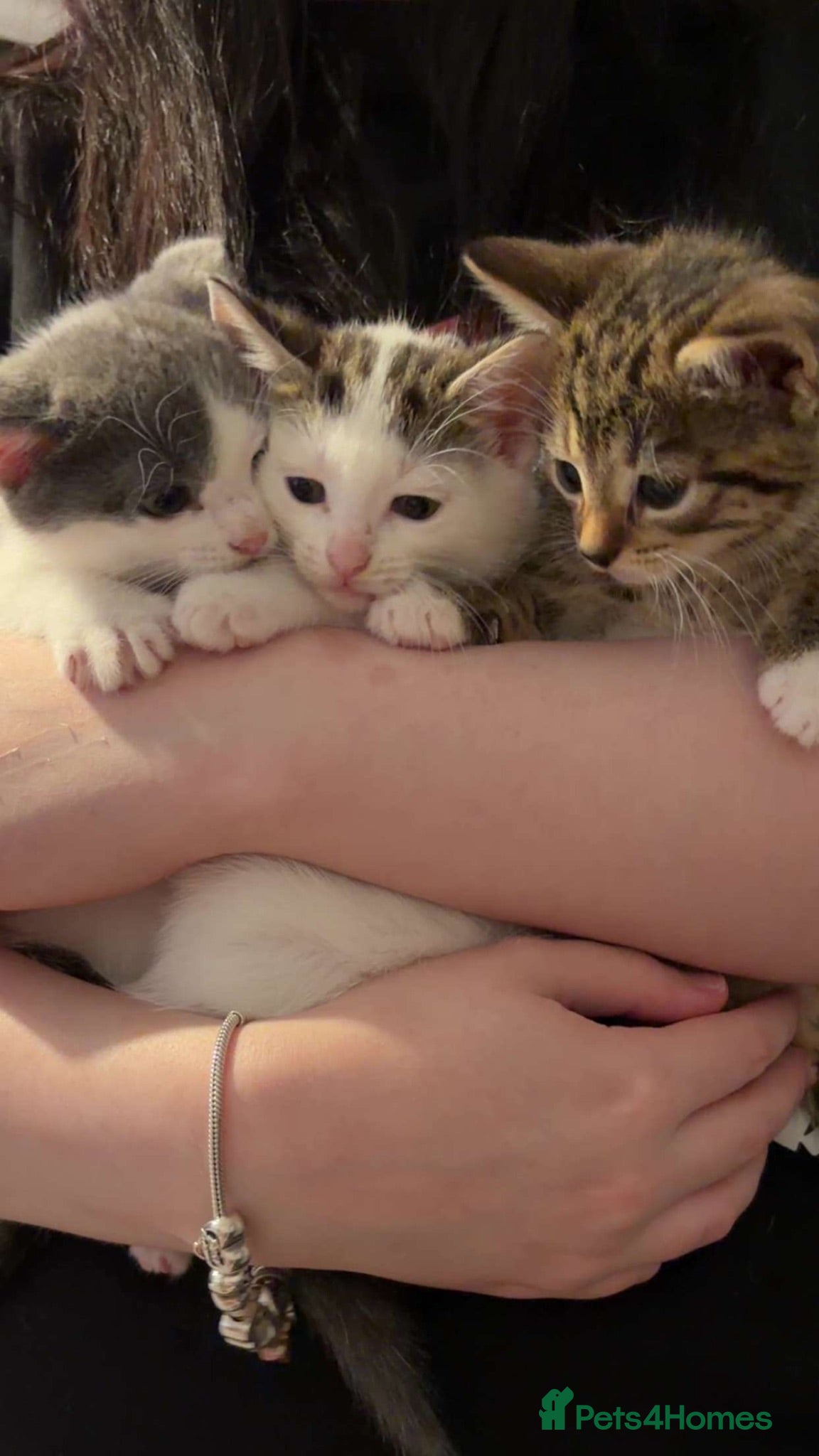Domestic Shorthair cats 1 female left  - Advert 16