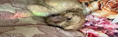 Shih Tzu 2