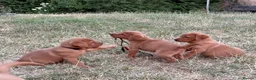 Labrador Retriever dogs for sale: FOX RED PUPPY’S - Advert 1