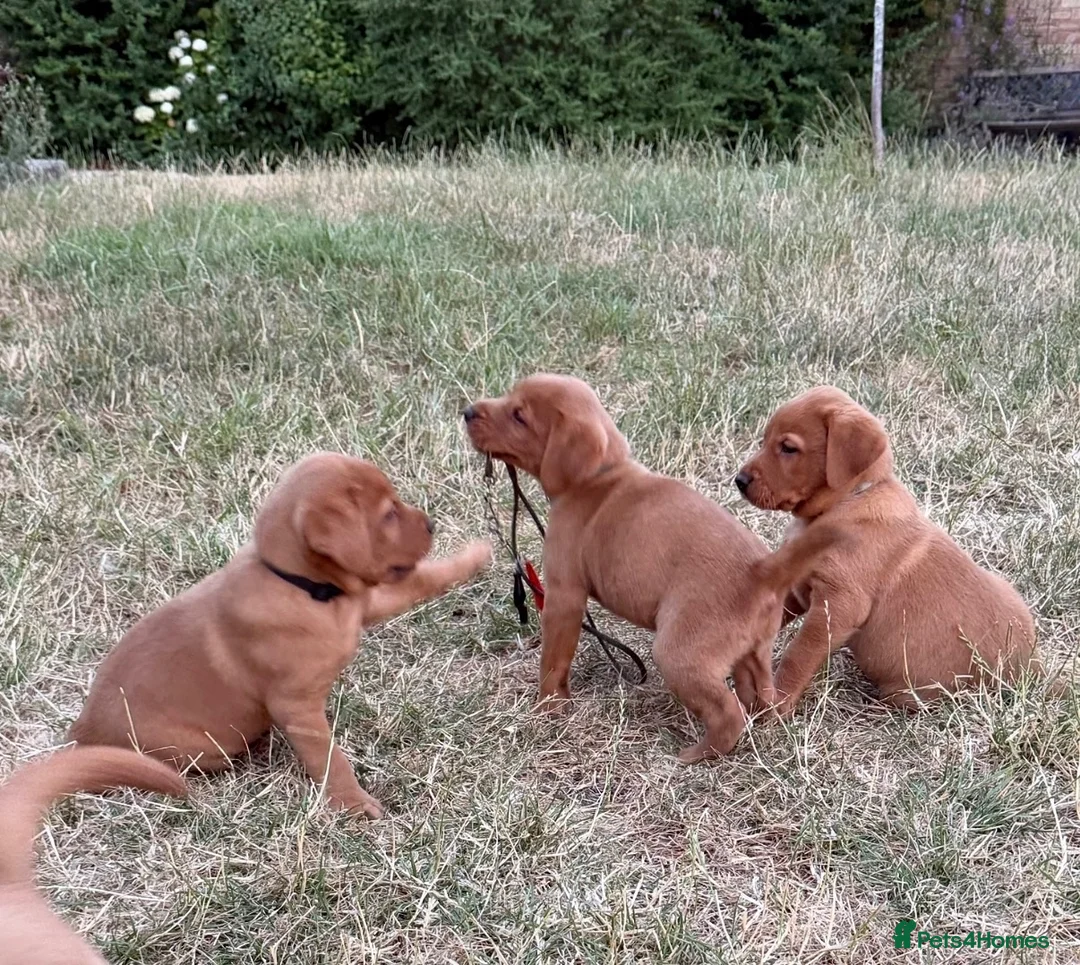 Labrador Retriever dogs for sale: FOX RED PUPPY’S - Advert 1