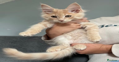 Maine Coon cats - Advert 11