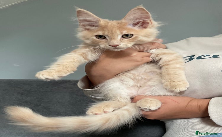 Maine Coon cats - Advert 4