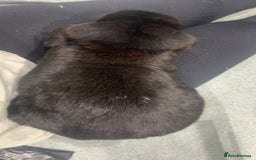 French Lop rabbits for sale: 2 beautiful rabbits for free-ASAP - Image 6