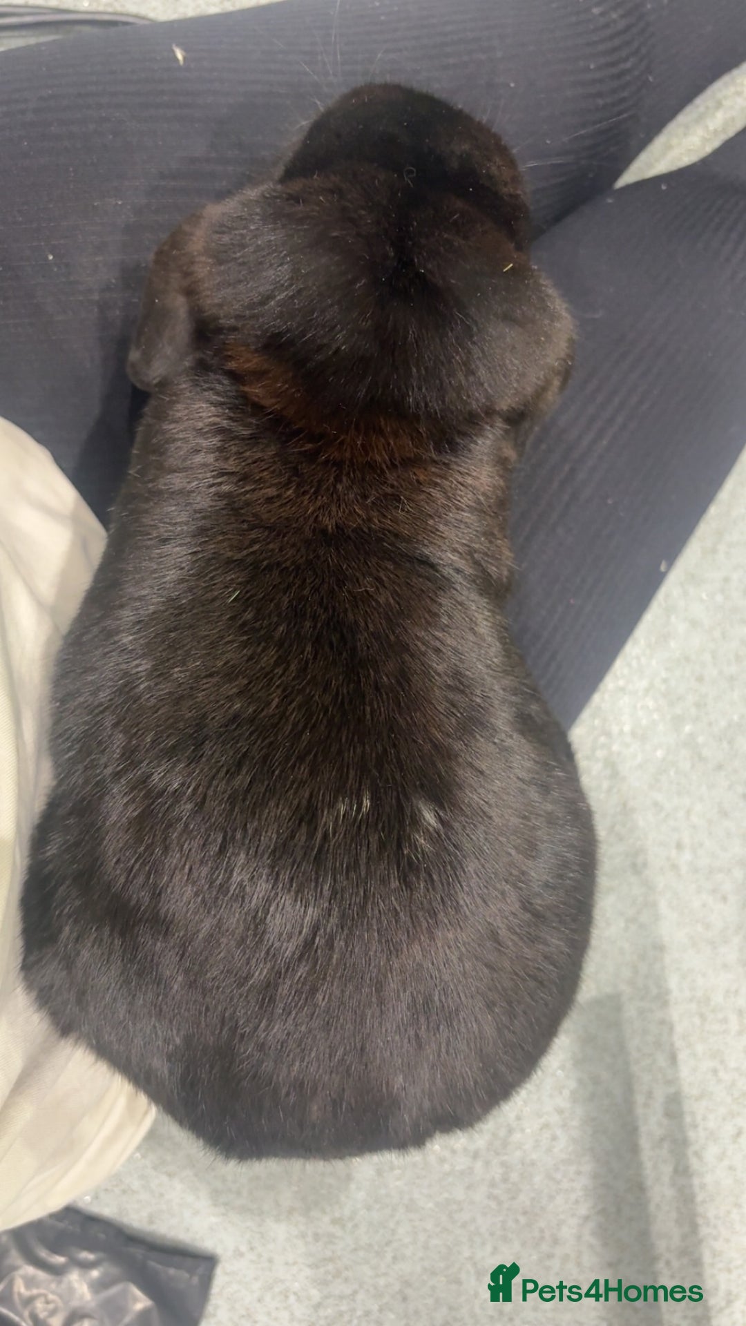 French Lop rabbits for sale: 2 beautiful rabbits for free-ASAP - Image 6