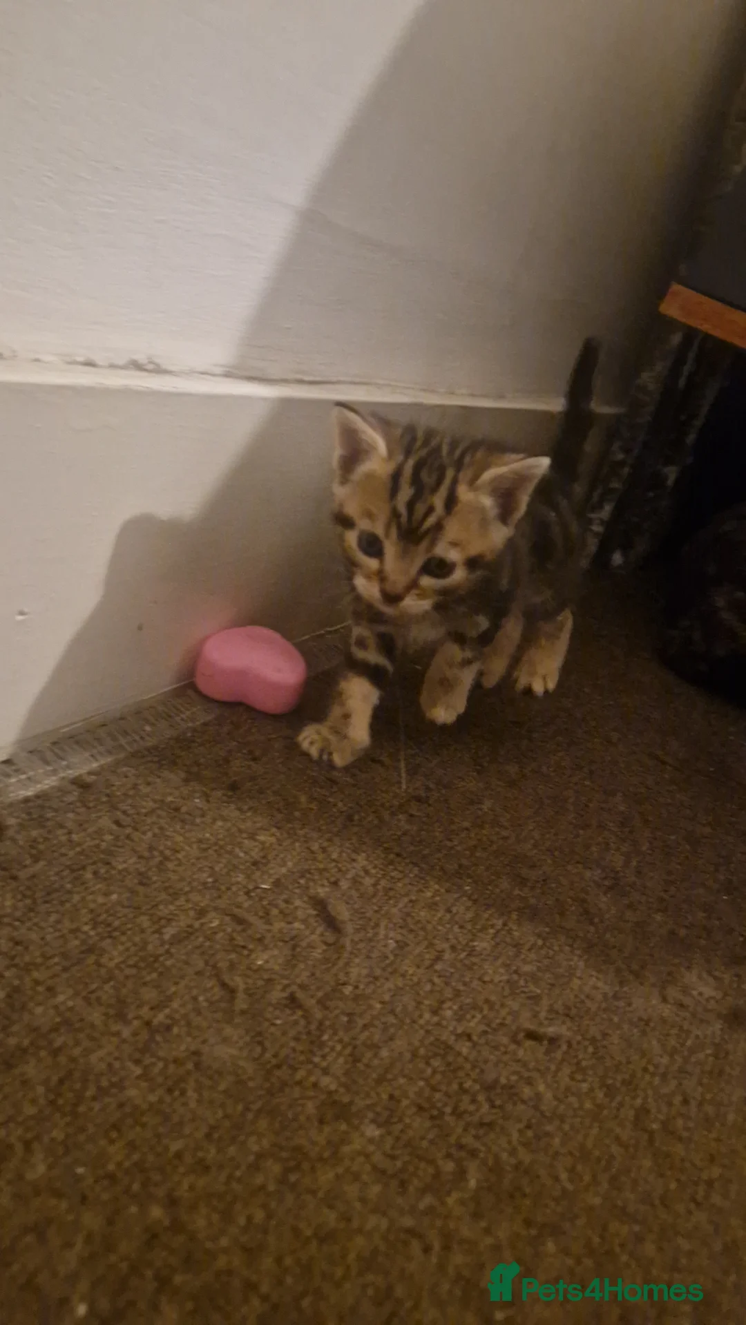 Mixed Breed cats for sale: Beautiful frendly kittens  - Advert 11