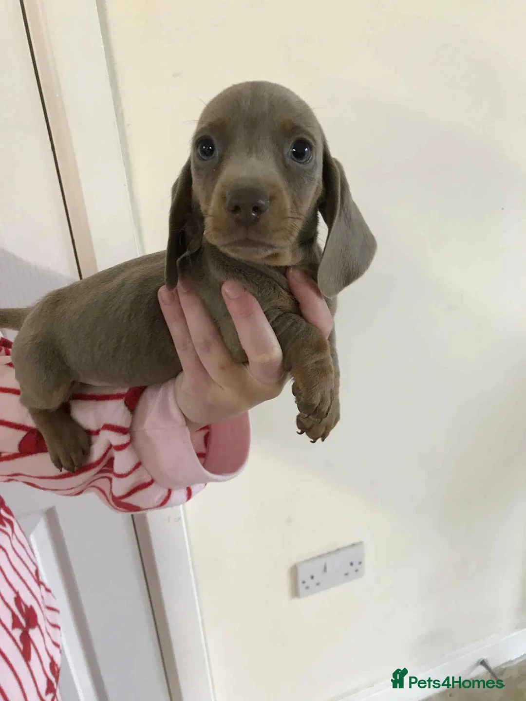 Dachshund dogs for sale: Dachshund Isabella and tan - Advert 1