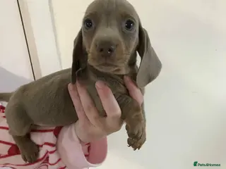 Dachshund dogs Dachshund Isabella and tan - Advert 2