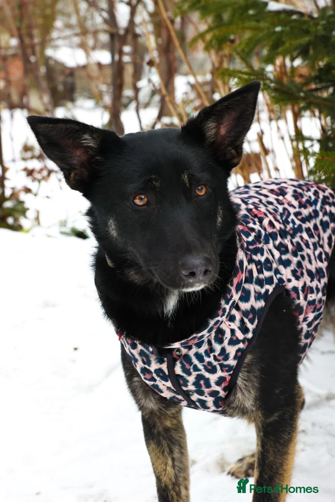 Mixed Breed dogs for adoption: ❤️MILLA❤️11 month, calm, thoughtful girl in Oxford - Advert 2